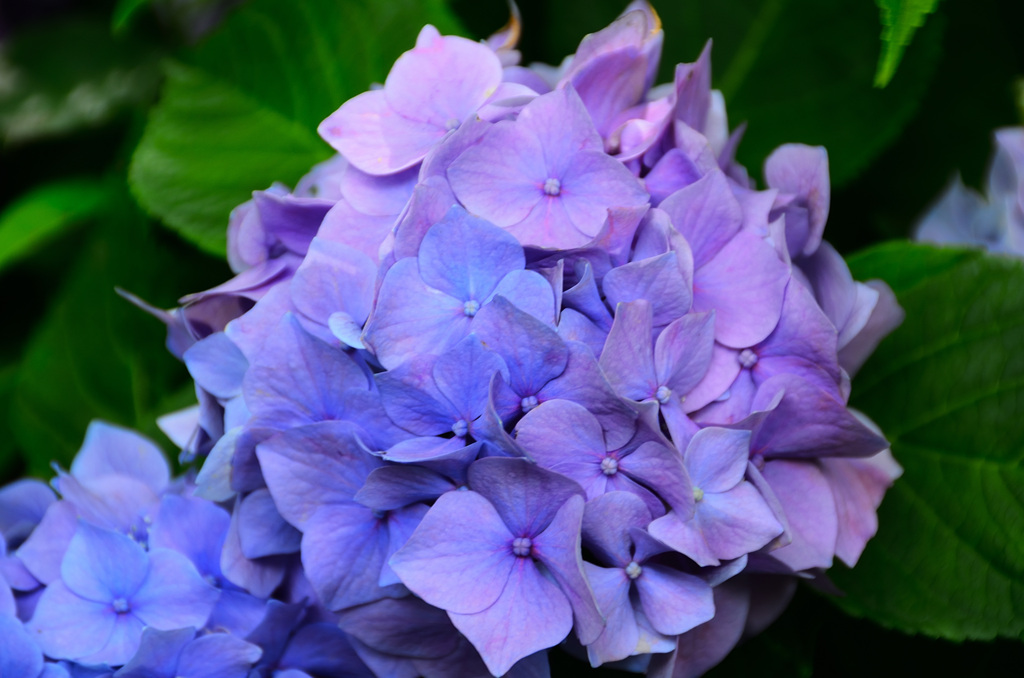 はまゆう公園2020　6月　紫陽花③