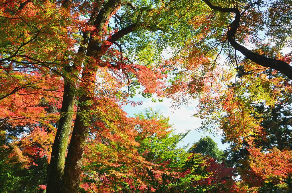 大興善寺2022　11月-4　契園　紅葉林散策