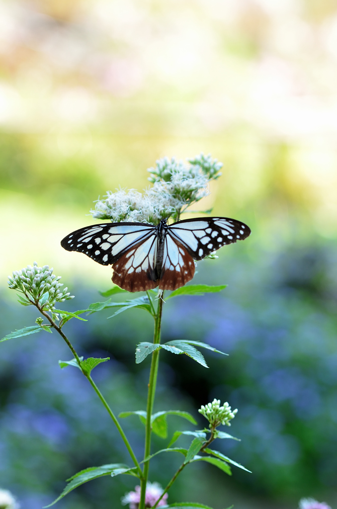 白野江2021　10月-2　アサギマダラさんと遊ぶ①