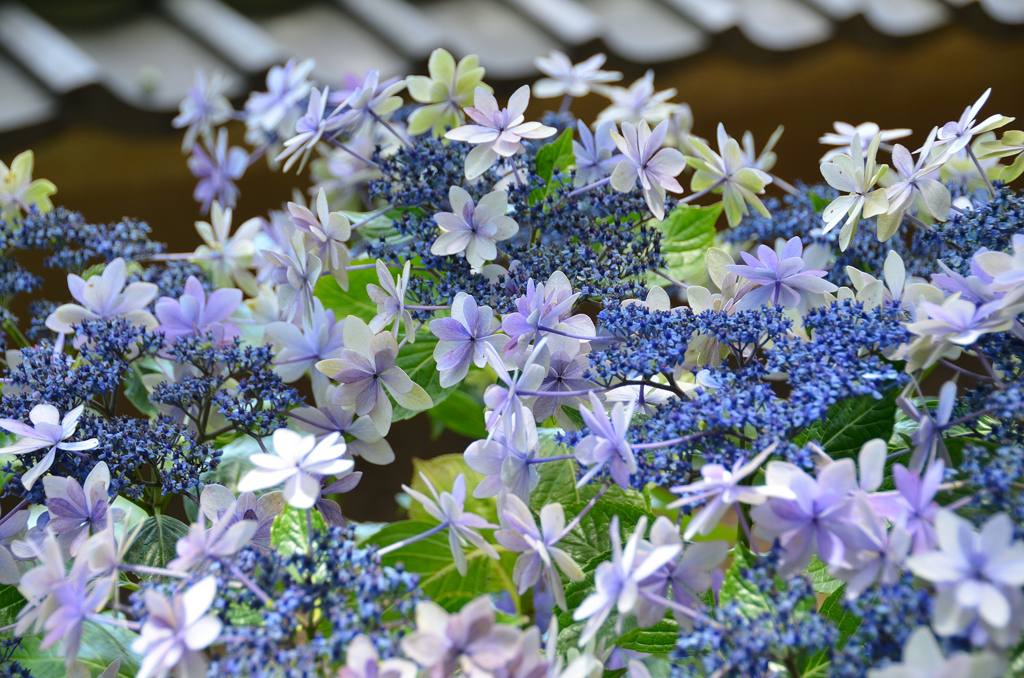 白野江2021　6月　ガクアジサイと塀