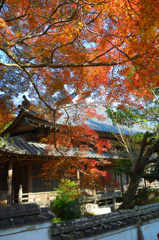 功山寺2019-3　12月　法堂＆もみじ