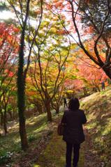 もみじ谷2018　紅葉①