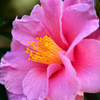 白野江2022　1月-1　山茶花