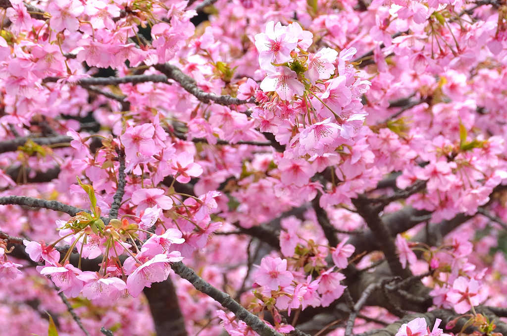 白野江2021　2月-7　河津桜①