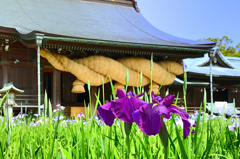 宮地嶽神社2020　6月　花菖蒲と拝殿