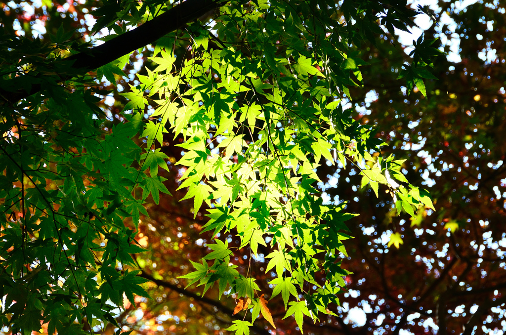 足立公園2020　11月-1　青もみじ②
