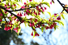 白野江2021　3月　寒緋桜③