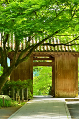 大興善寺2021　4月-5　山門と青モミジ
