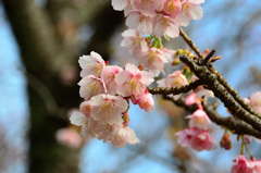 白野江2020　1月　寒桜①