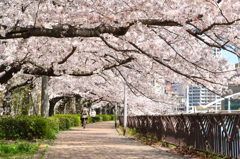 紫川2022　4月-2　桜の小径
