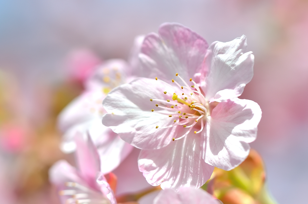 白野江2022　3月-01　河津桜②