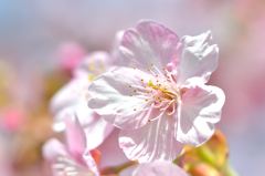 白野江2022　3月-01　河津桜②
