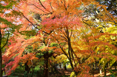 足立公園2020　12月-1　散策