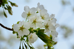 足立公園2021　3月　大島桜