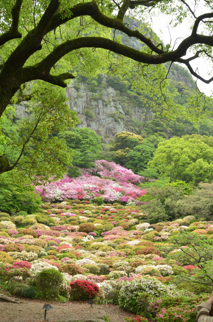 御船山楽園2019-1　4月　久留米ツツジ＆御船山