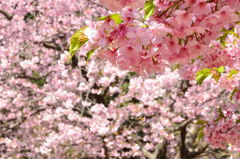 白野江2021　3月-3　河津桜と大寒桜