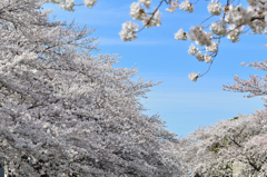 徳力2022　志井川　桜と青空