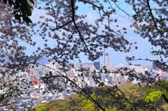 足立公園2020　4月-2　桜＆タワマン