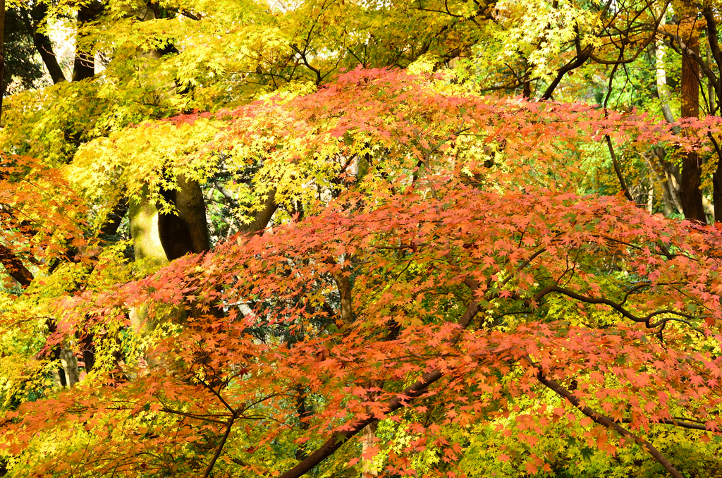 足立公園2020　12月-3　重ねもみじ