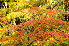 足立公園2020　12月-3　重ねもみじ