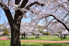 三萩野公園2023　春　ソメイヨシノ＆メディアドーム