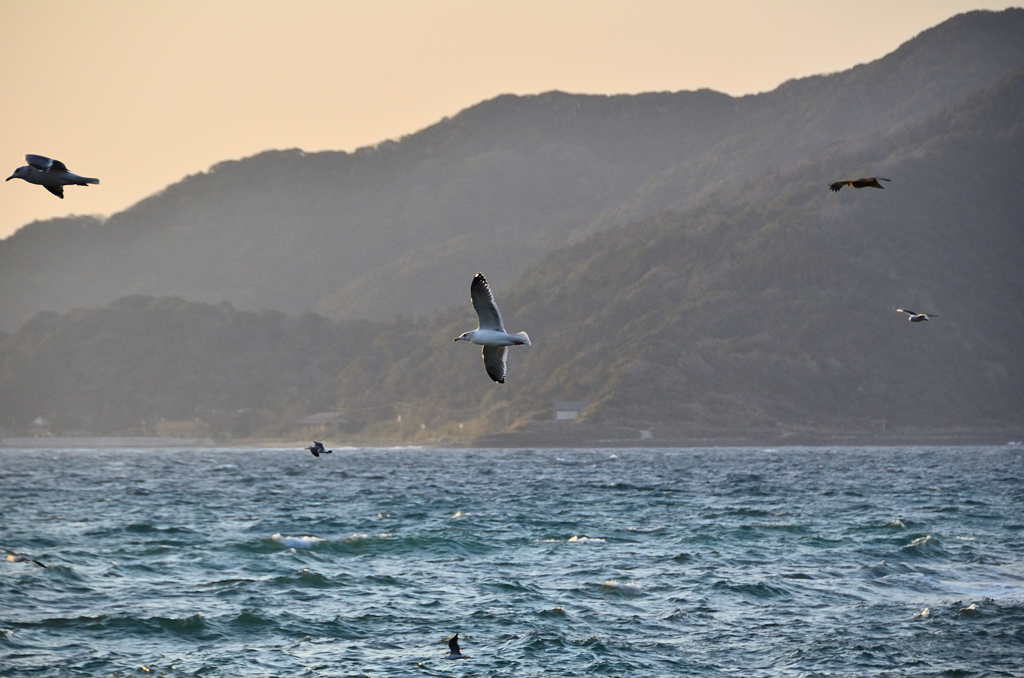 鐘岬2021　2月-3　海鳥と地島②