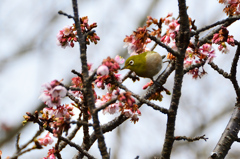 白野江2021　1月-2　寒桜＆目白