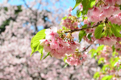 白野江2022　3月-3　河津桜と大寒桜