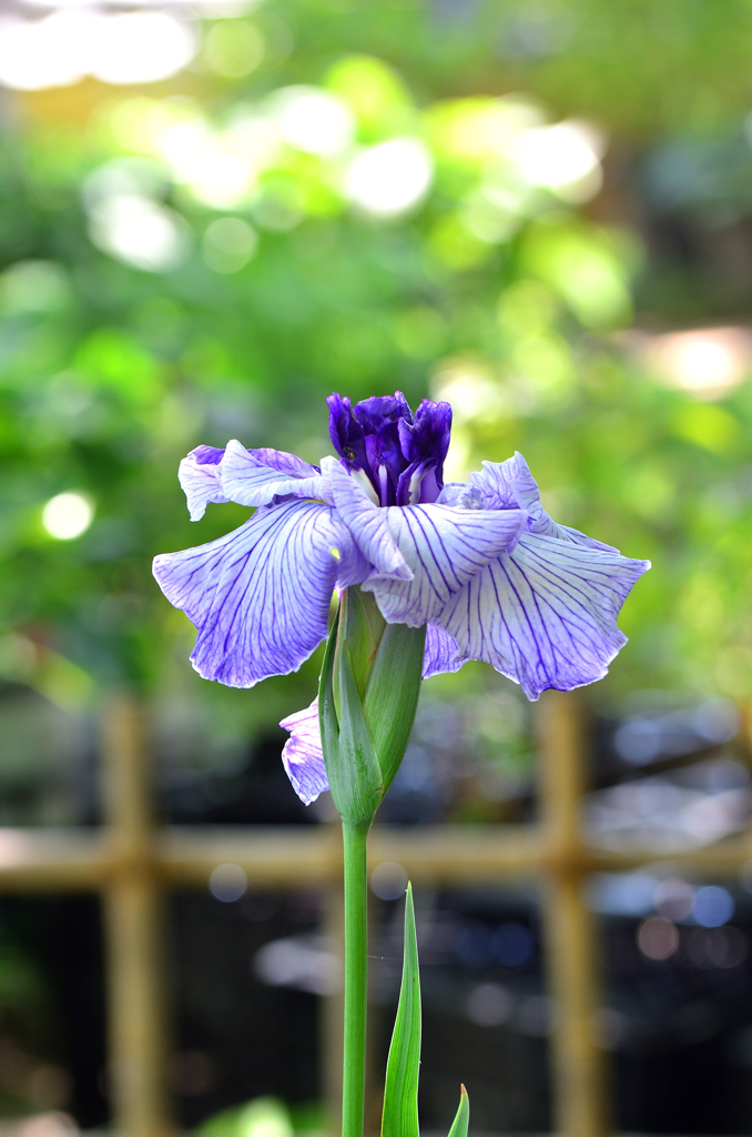 白野江2022　6月-3　花菖蒲①