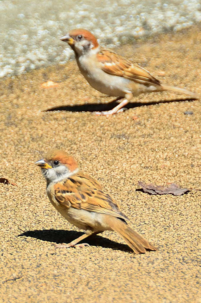 足立公園2020　9月　雀