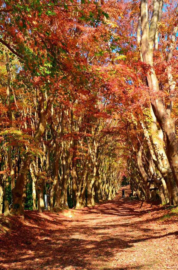 河内藤園2022　11月-1　紅葉の小径①