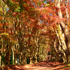 河内藤園2022　11月-1　紅葉の小径①
