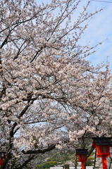 妙見さん2020　4月　桜＆燈籠