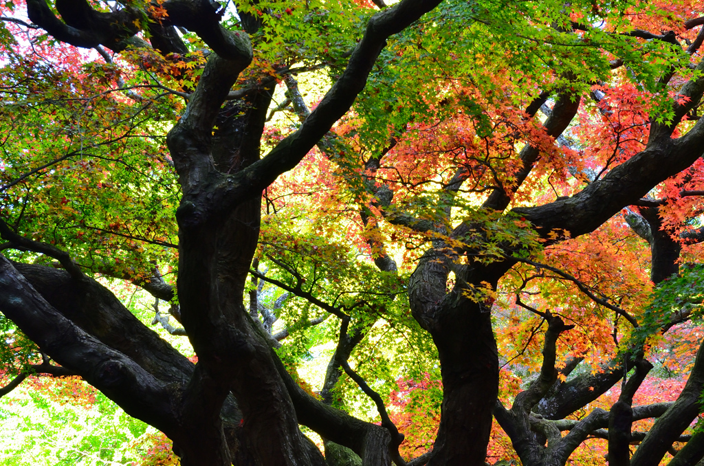 雷山千如寺2021　11月-2　大楓②