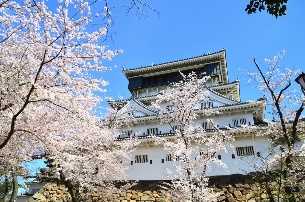 小倉城2022　4月-1　桜と天守閣③