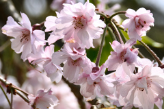 白野江2021　4月-2　桜　八重紅枝垂