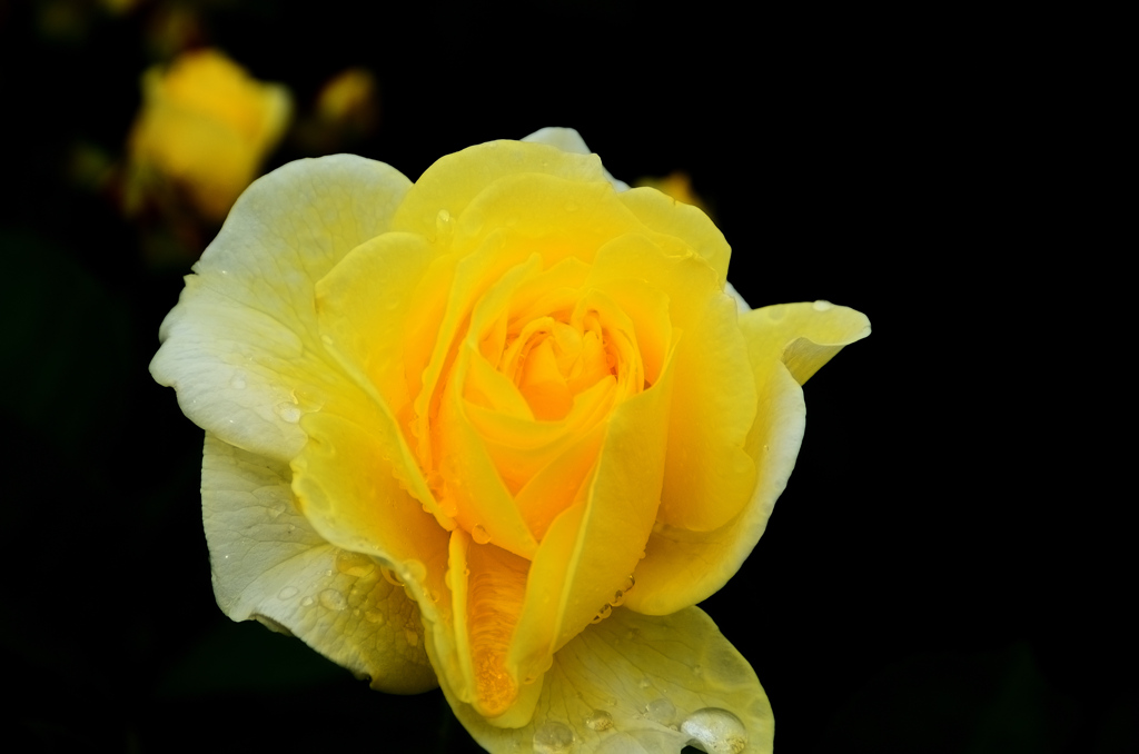農事センター2021　春　薔薇-2　ゴールデンボーダー