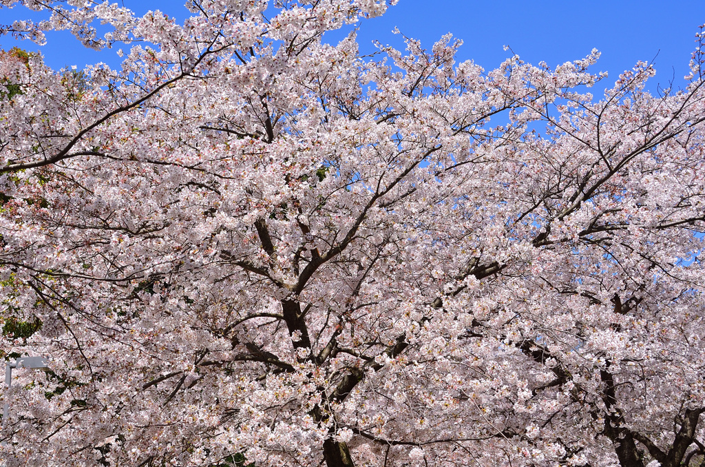 森林公園2019　ソメイヨシノ満開
