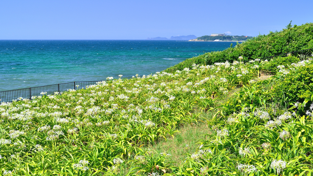 はまゆう公園2021　7月-2　響灘と自生浜木綿群落