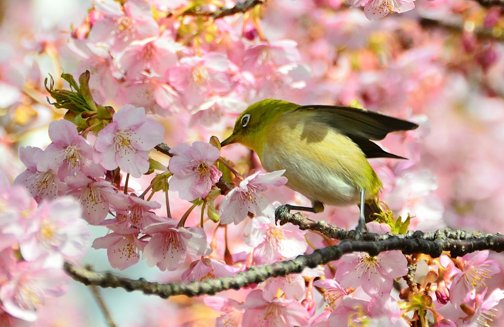 白野江2022　3月-3　河津桜とサクジロー②