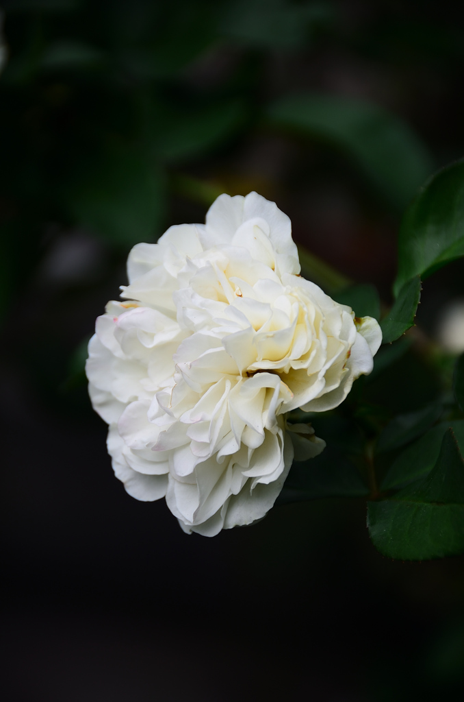 バルコニー2020　10月-1　薔薇②