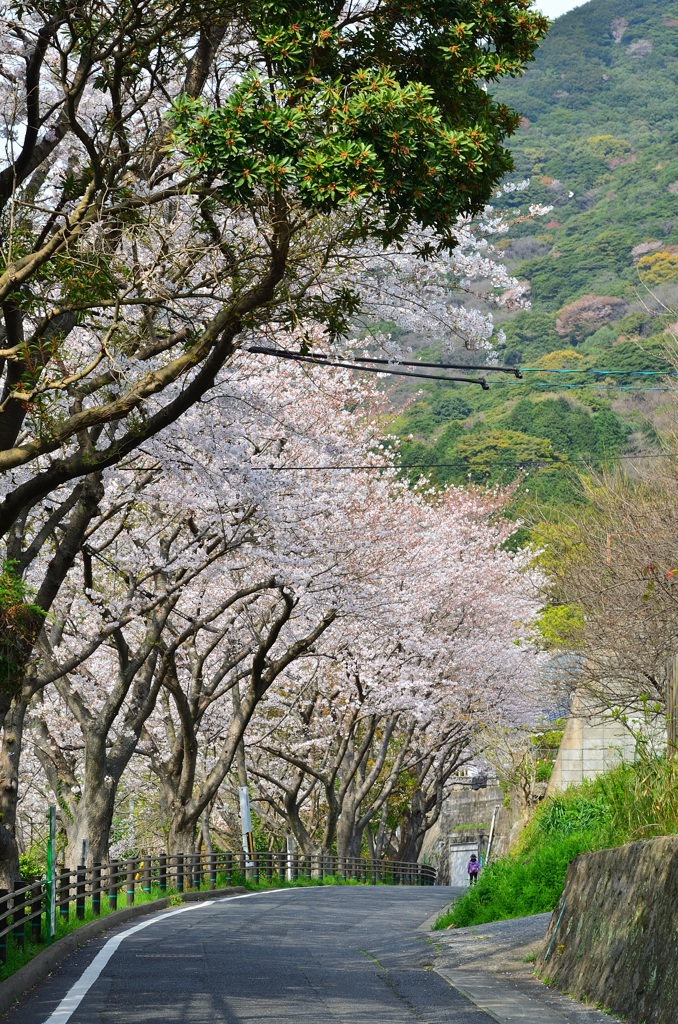 妙見さん2020　4月　桜の小径