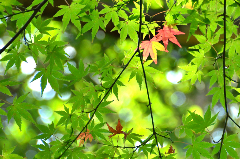 足立公園2020　11月-5　紅葉