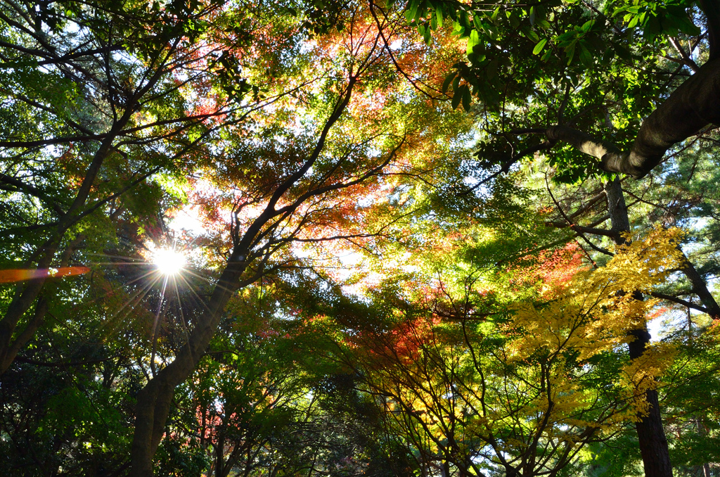 足立公園2020　11月-2　紅葉の始まり①