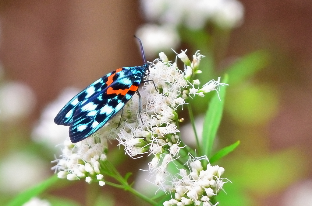 白野江2024　10月-01　薩摩錦①