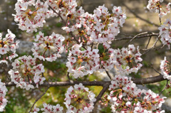 森林公園2019　桜の車輪①