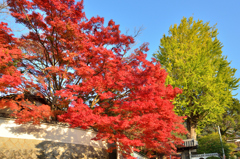 福聚寺2023　もみじ祭-04　青空と大楓②