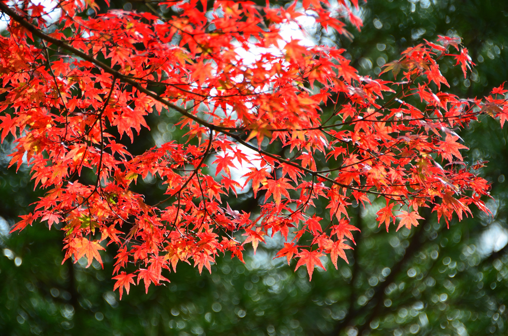 呑山観音寺2021　11月-2　秋模様③