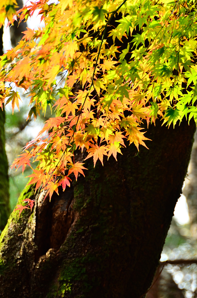 足立公園2020　12月-1　もみじ①