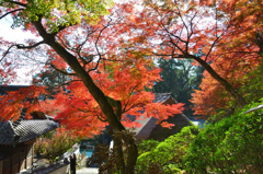 大興善寺2022　11月-2　契園　本堂